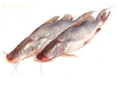 Long-whiskered Catfish