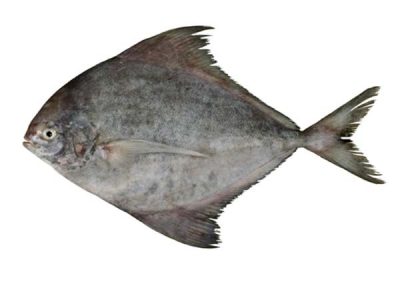 Black Pomfret