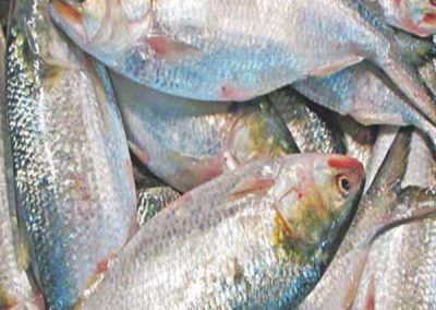 Hilsa Shad