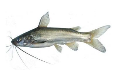 Long Whiskers Catfish