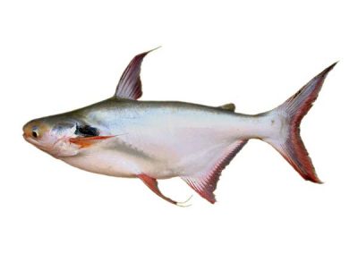Pungas Catfish