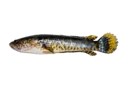 Spotted Snakehead