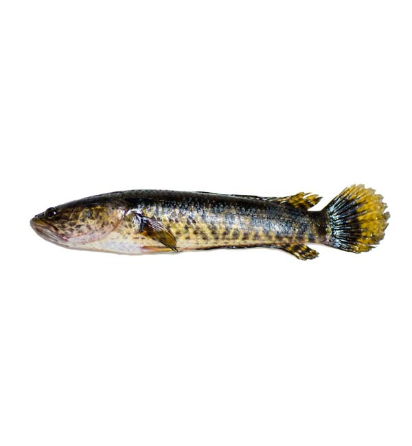 Spotted Snakehead - ASR Seafoods