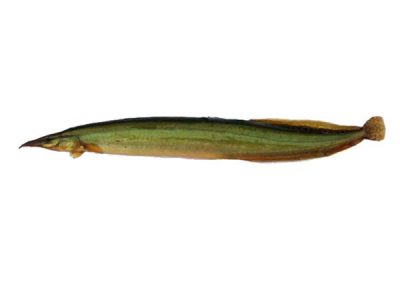 Spiny Eel