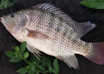 Mozambique Tilapia