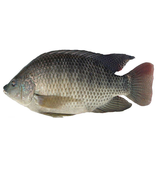 Mozambique Tilapia ASR Seafoods